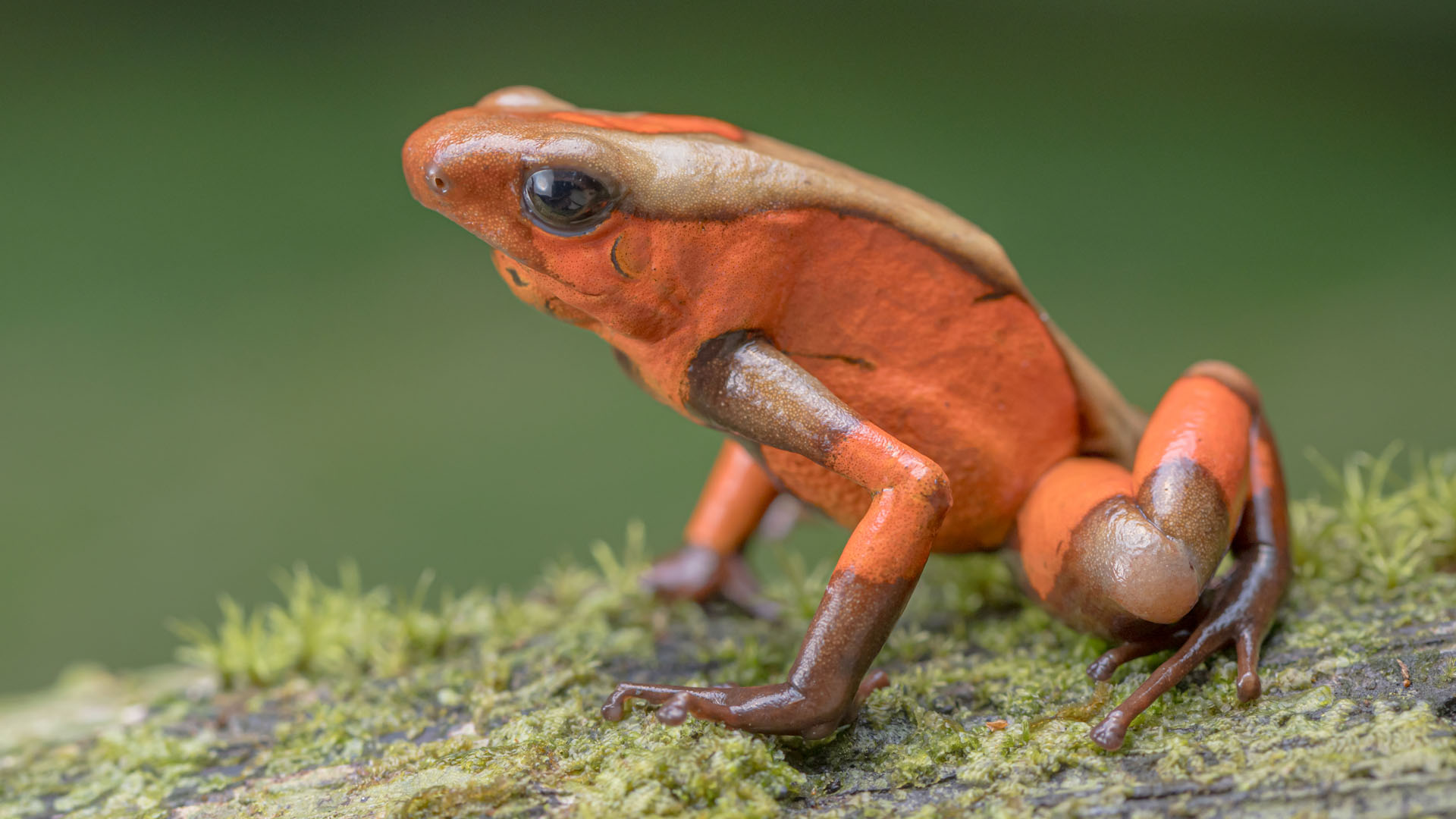 Poison Frogs Herping Tour